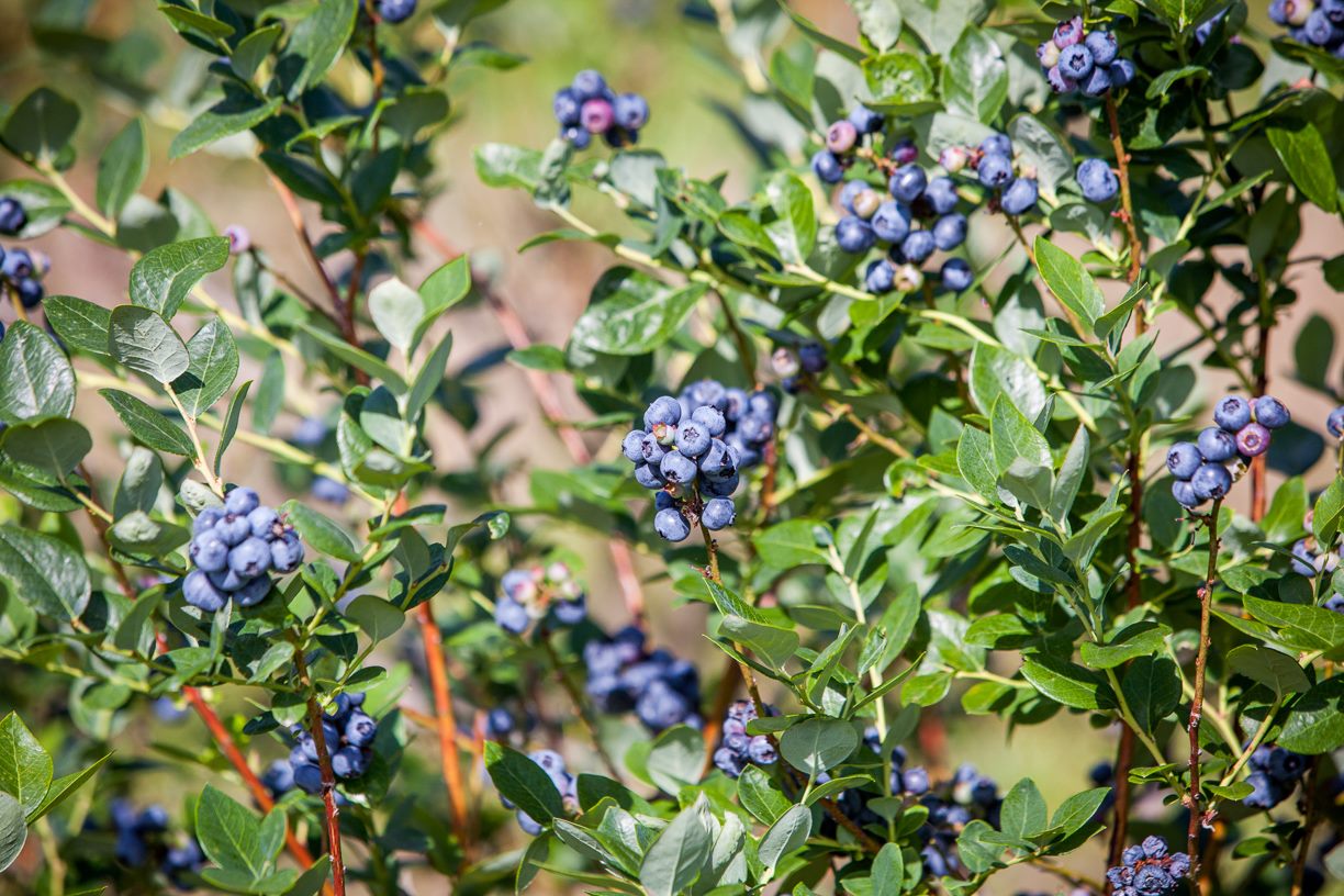 lake catherine blueberries patch