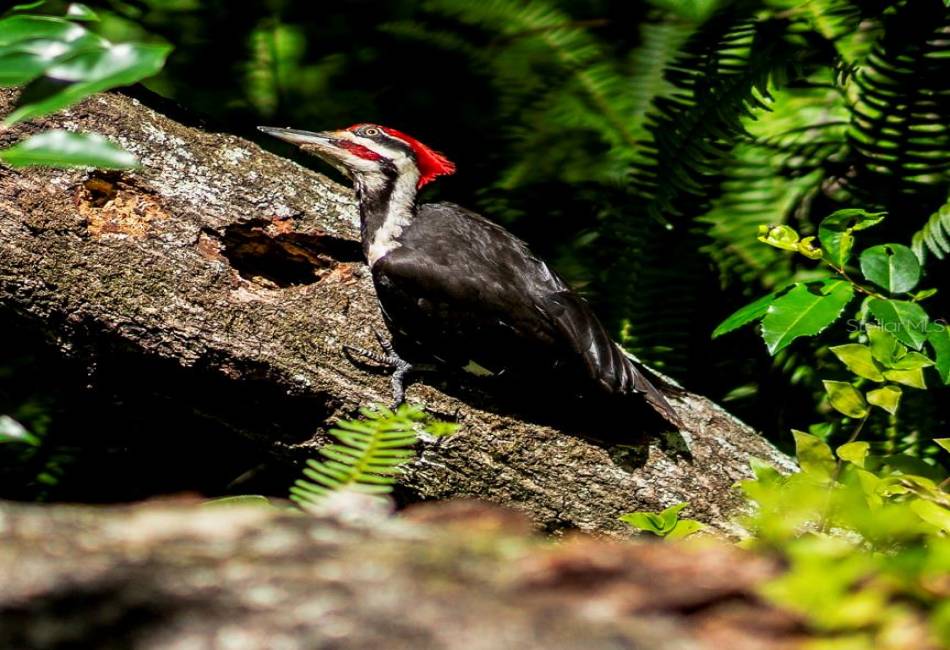 Woodpecker in the backyard on photo day